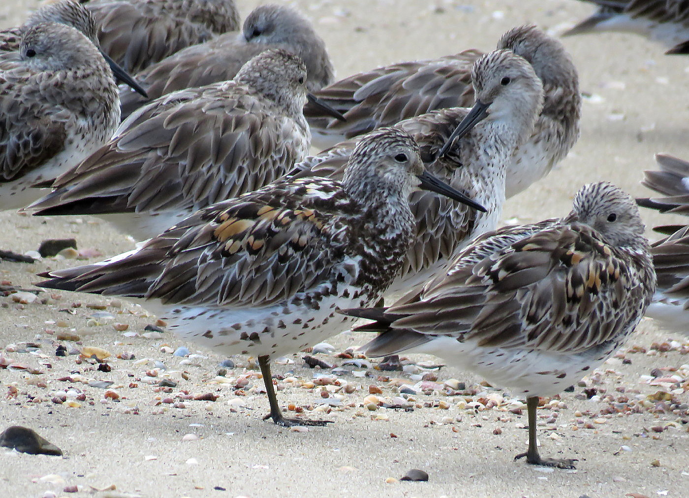 Great Knot (Image ID 29670)