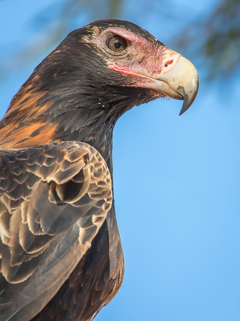 Wedge-tailed Eagle (Image ID 29353)