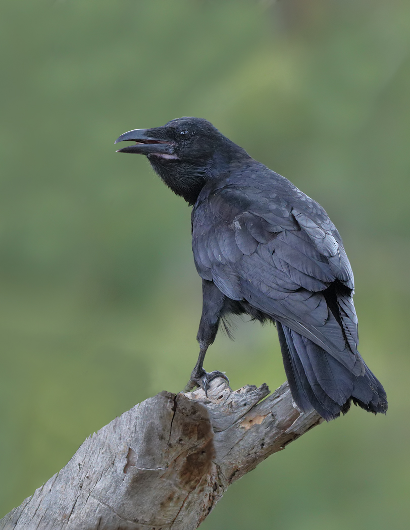 Forest Raven (Image ID 29387)