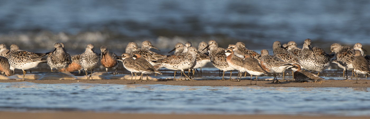 Lesser Sand Plover,Great Knot,Red Knot (Image ID 29675)