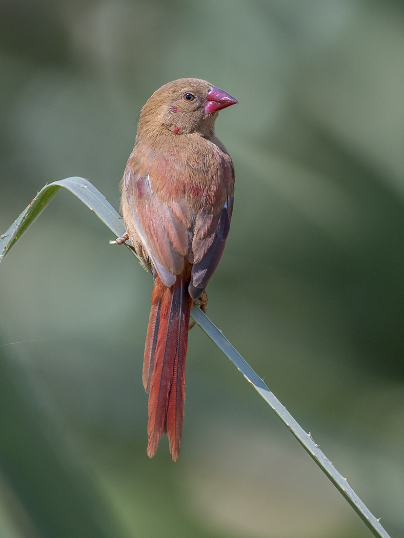 Black-bellied Crimson Finch (Image ID 29452)
