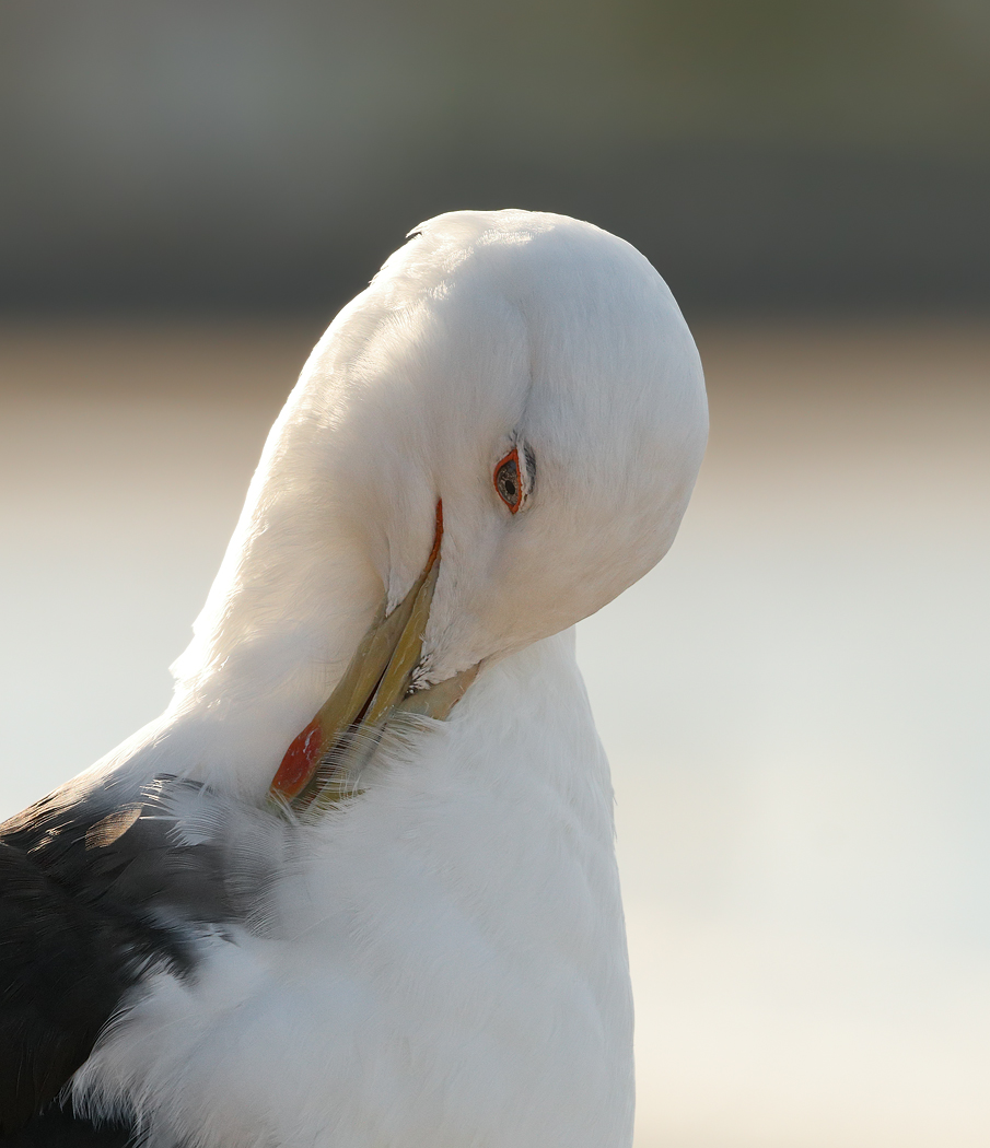 Kelp Gull (Image ID 29403)
