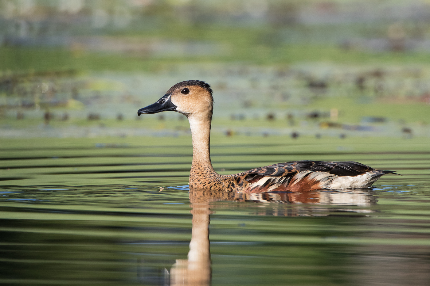 Wandering Whistling-Duck (Image ID 29772)