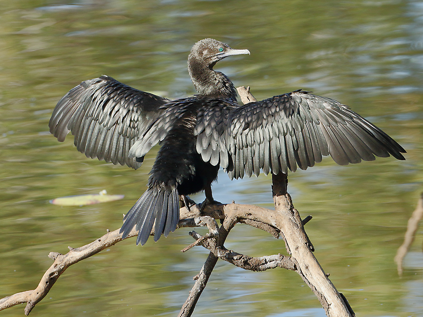 Little Black Cormorant (Image ID 29343)