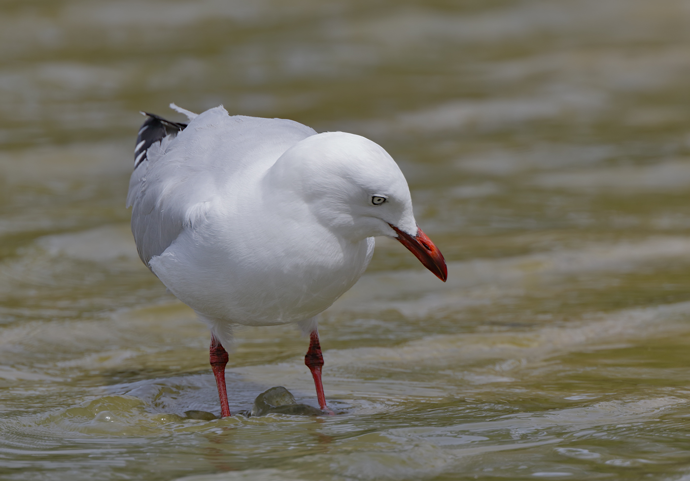Silver Gull (Image ID 29568)