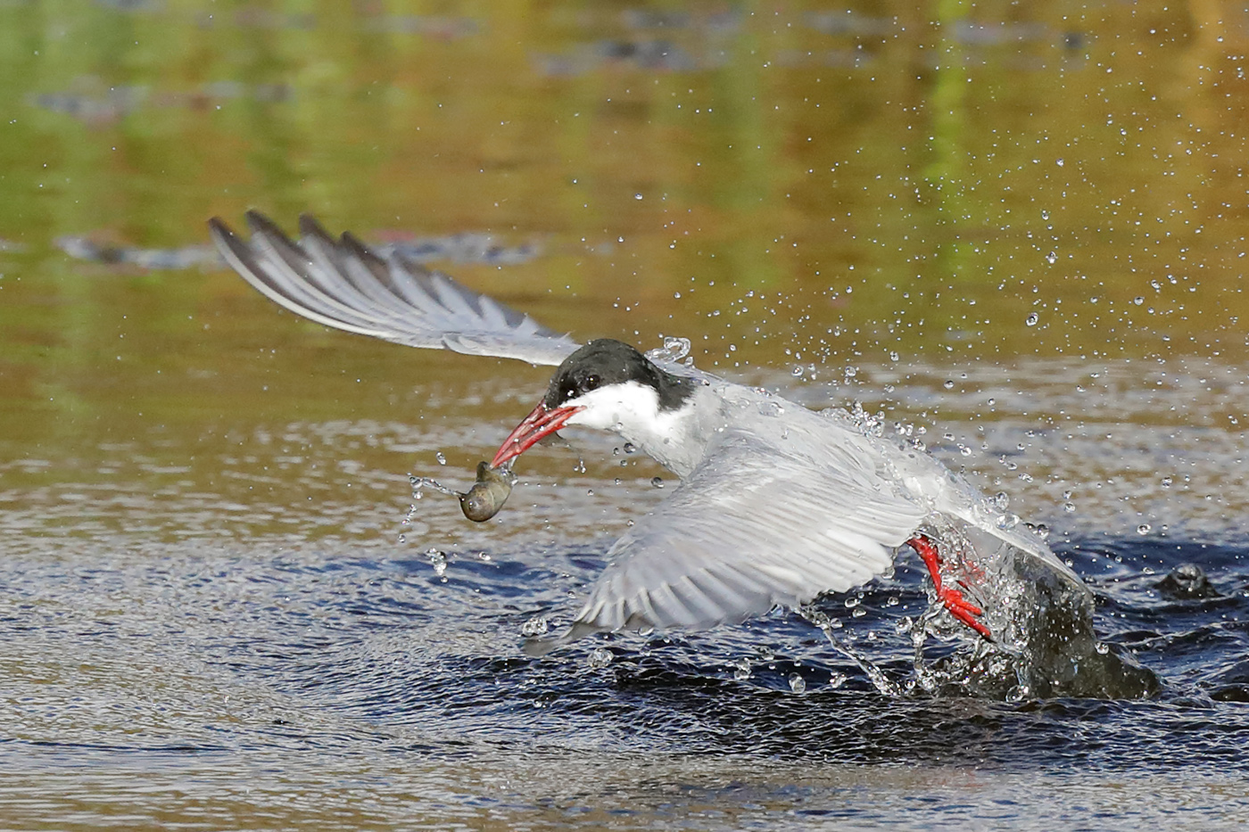 Whiskered Tern (Image ID 29555)