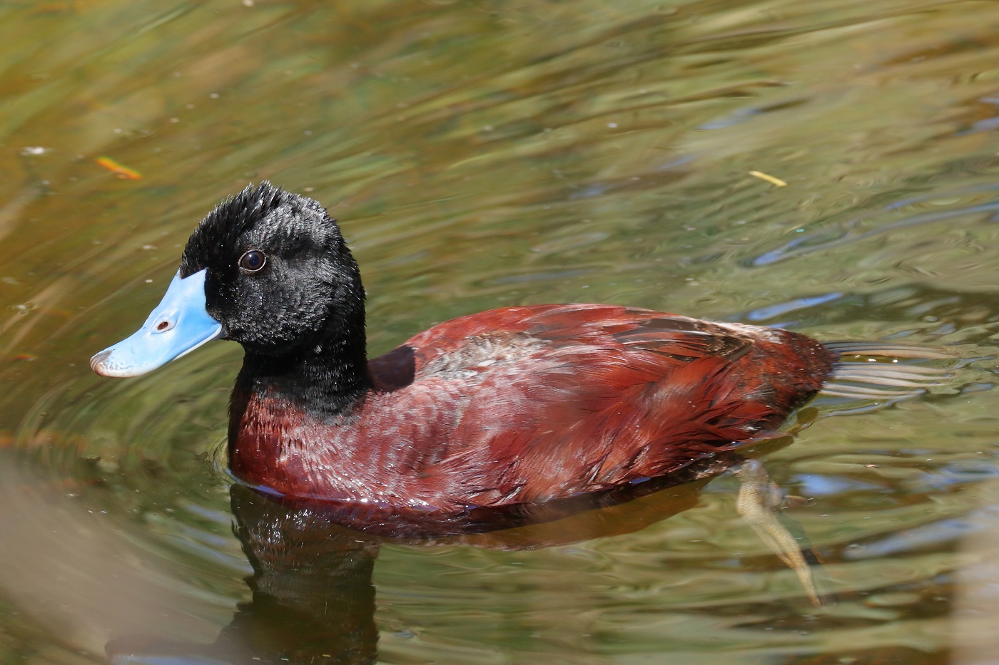 Blue-billed Duck (Image ID 29402)