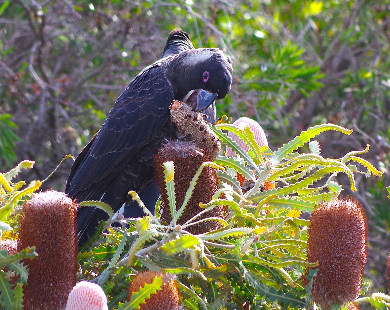 Carnaby's Black-Cockatoo (Image ID 29537)
