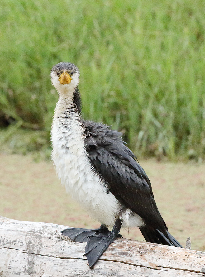 Little Pied Cormorant (Image ID 29591)