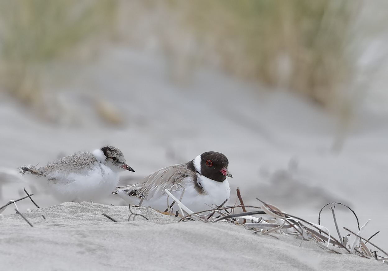 Hooded Plover (Image ID 29363)