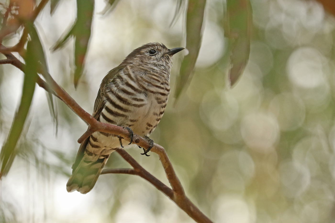 Shining Bronze-Cuckoo (Image ID 29391)