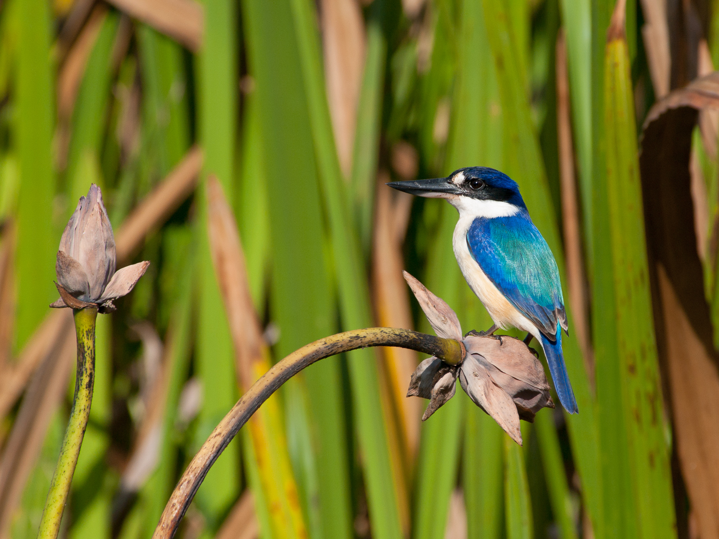Forest Kingfisher (Image ID 29632)