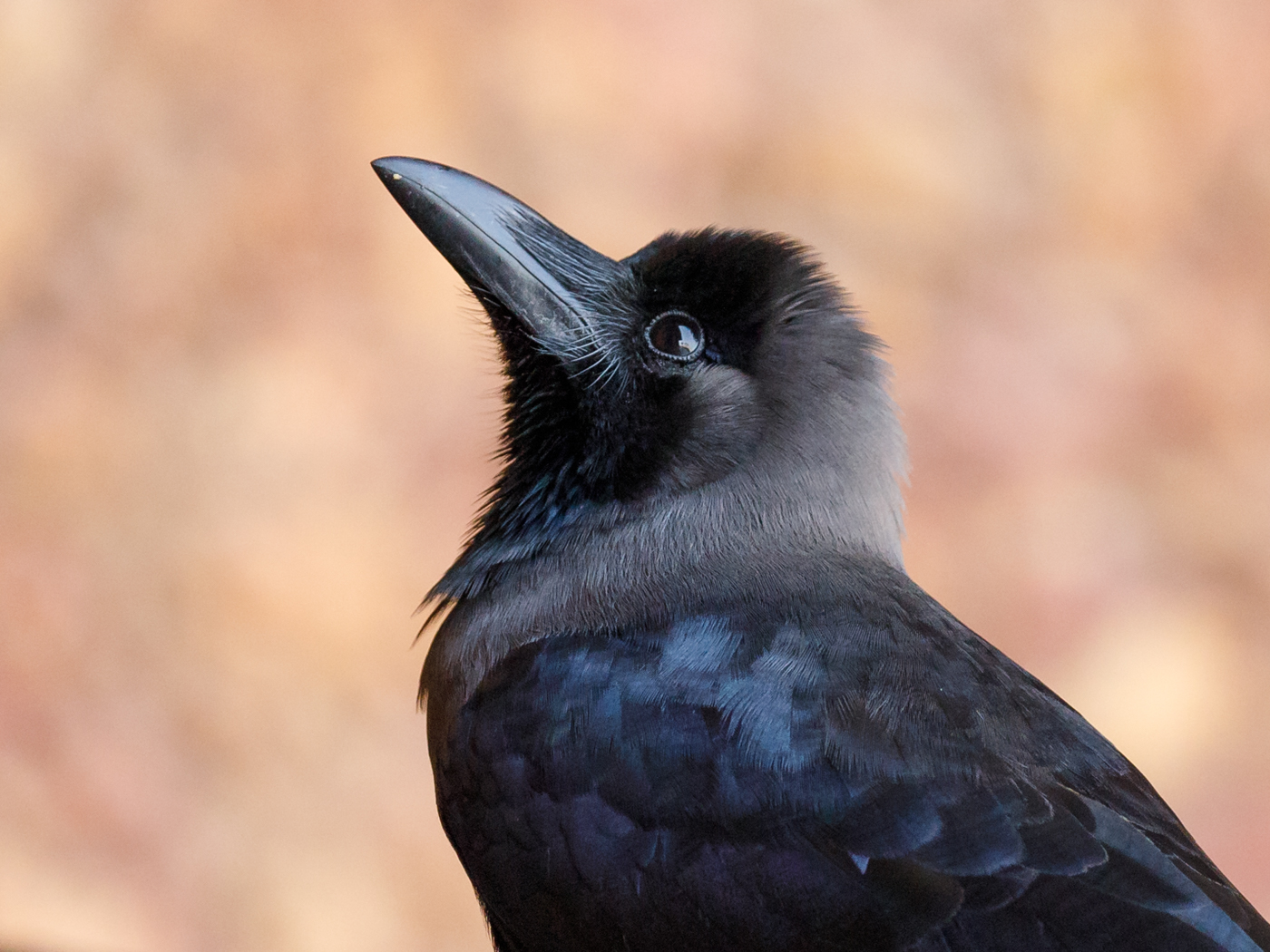 House Crow (Image ID 29778)