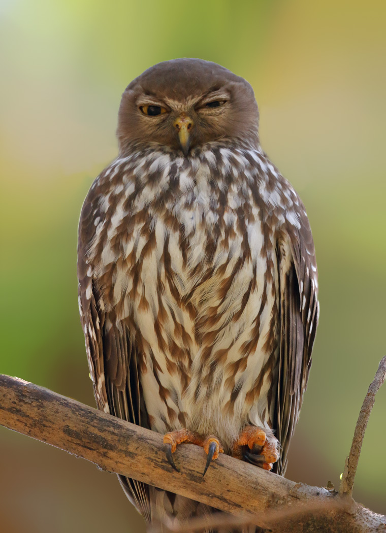 Barking Owl (Image ID 29307)