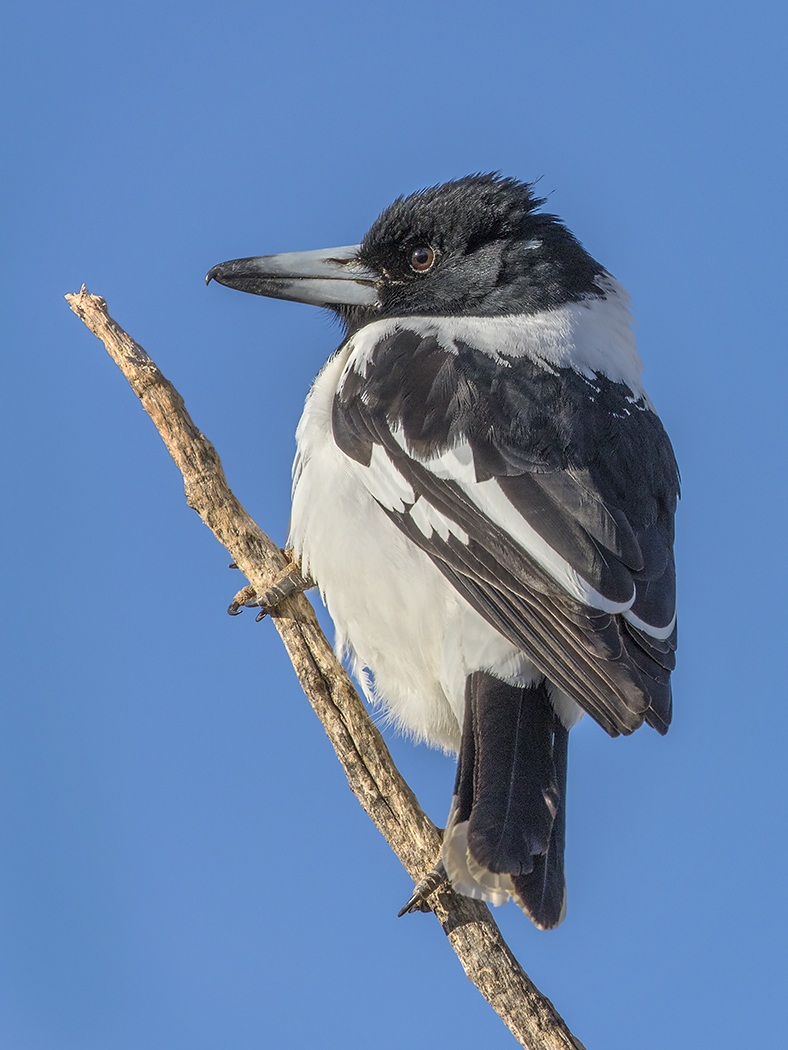 Pied Butcherbird (Image ID 29545)