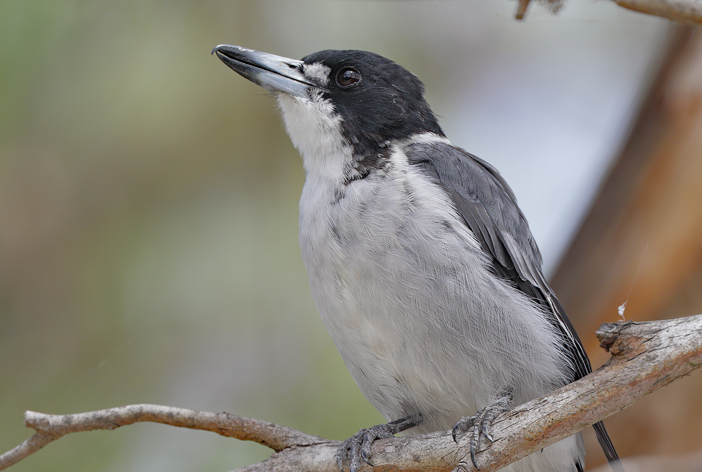 Grey Butcherbird (Image ID 29566)