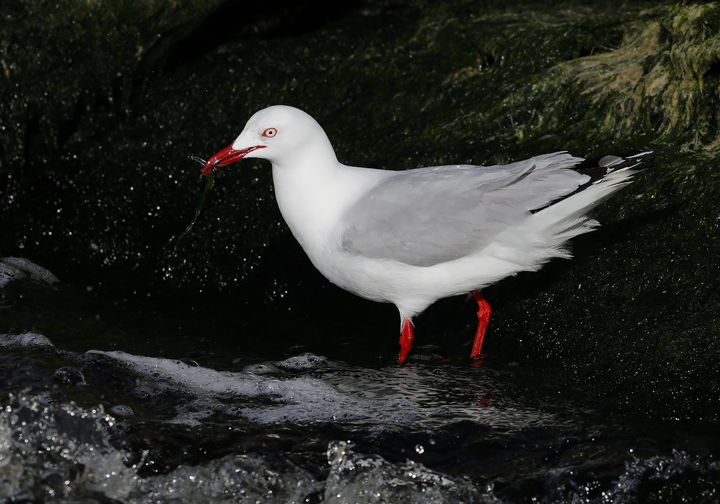 Silver Gull (Image ID 29366)