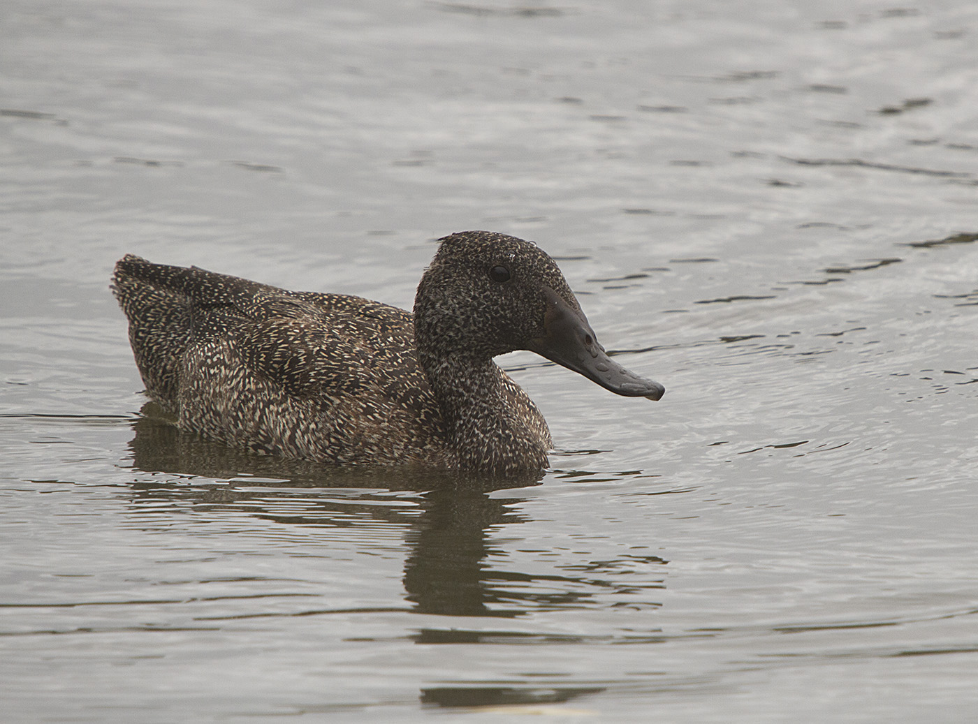 Freckled Duck (Image ID 29554)