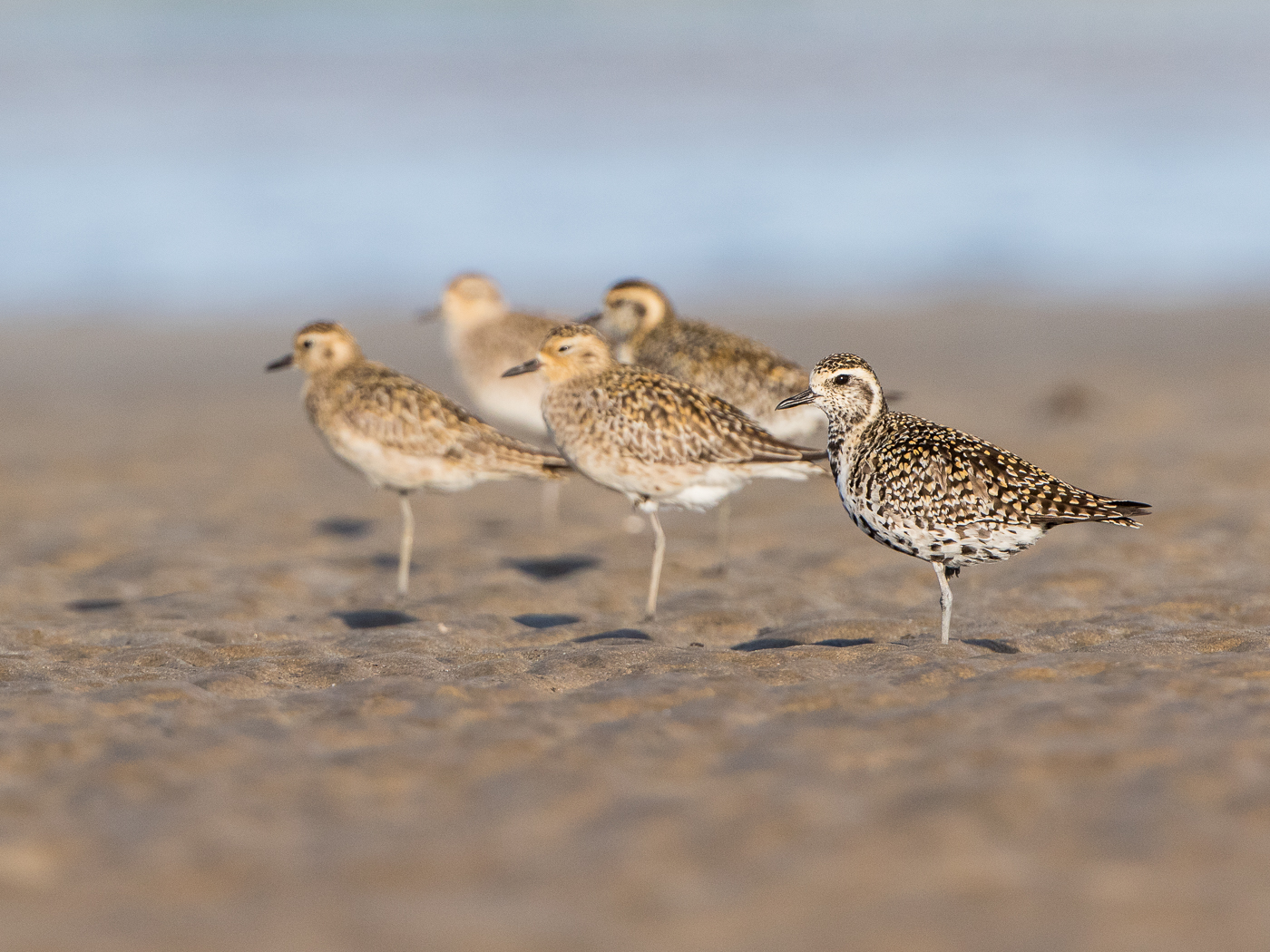 Pacific Golden Plover (Image ID 29631)