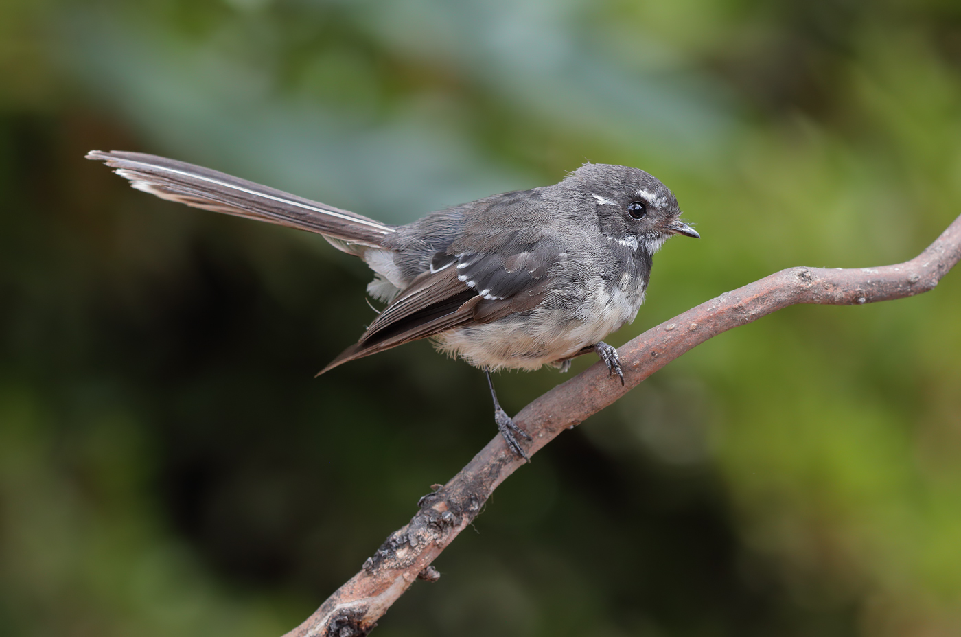 Grey Fantail (Image ID 29397)