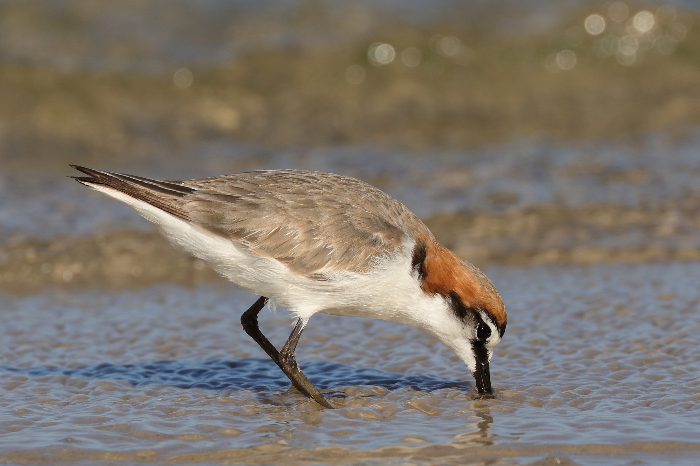 Red-capped Plover (Image ID 29585)