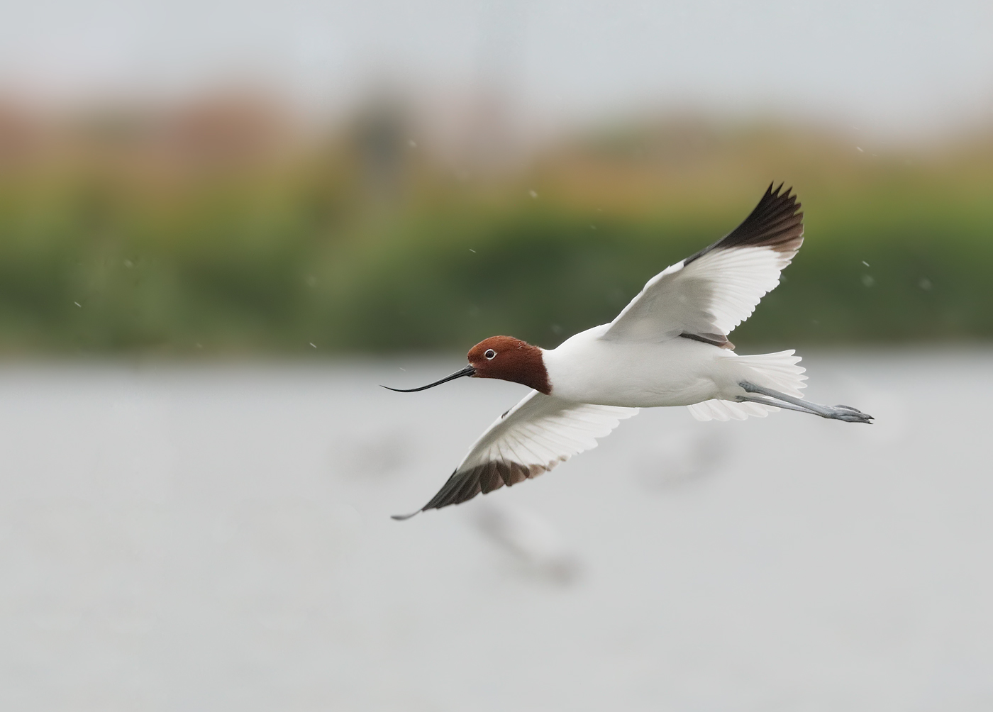 Red-necked Avocet (Image ID 29845)