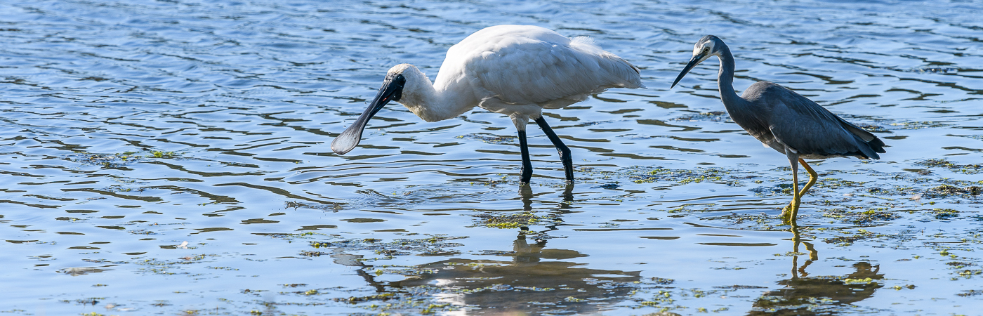 White-faced Heron,Royal Spoonbill (Image ID 29945)