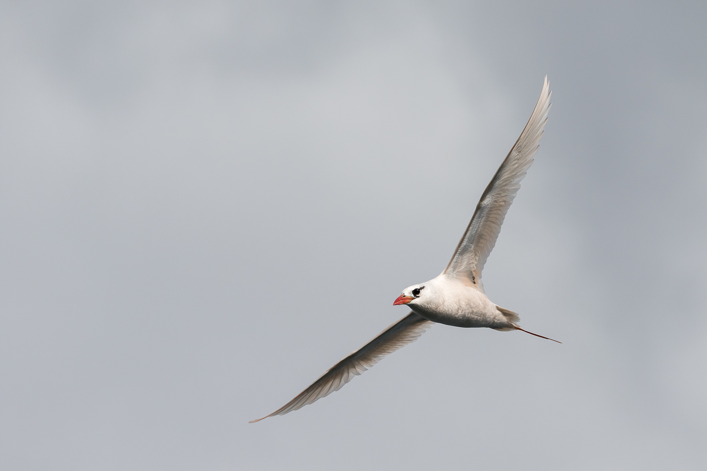 Red-tailed Tropicbird (Image ID 29935)