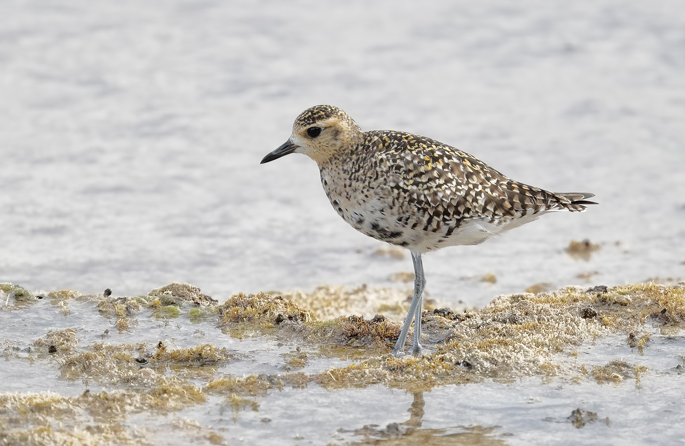 Pacific Golden Plover (Image ID 29880)
