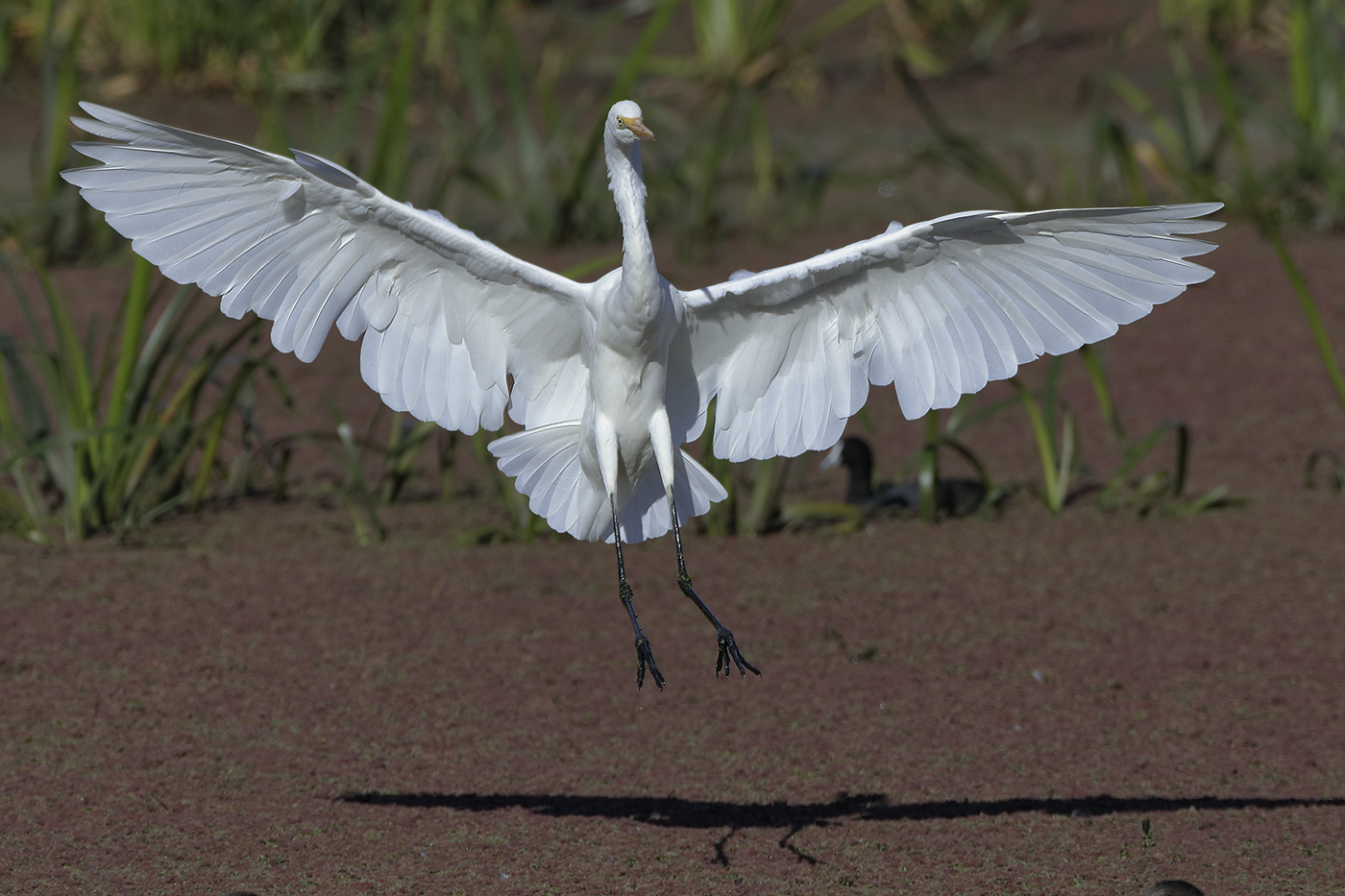 Great Egret (Image ID 29874)