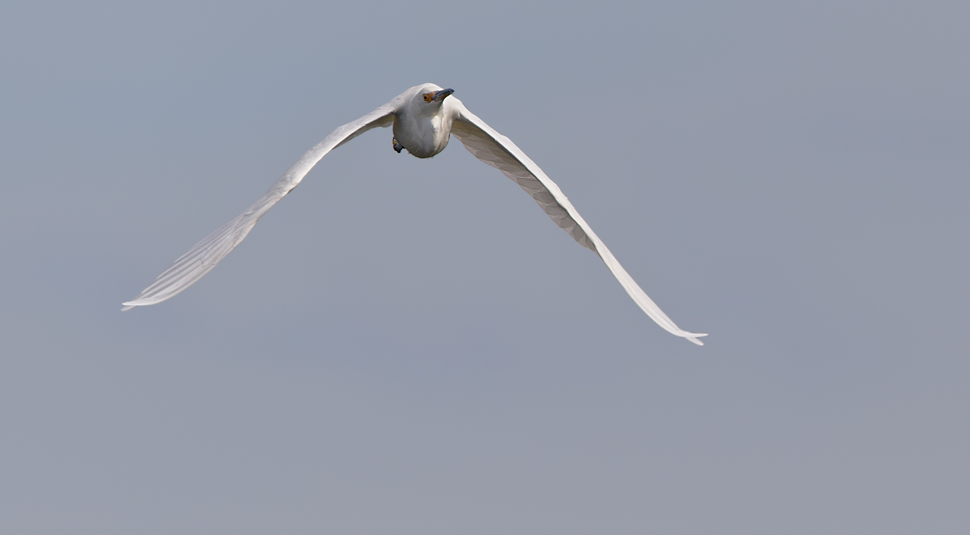 Little Egret (Image ID 29967)
