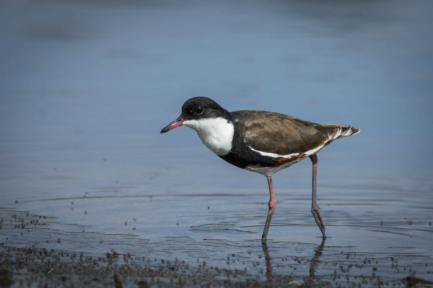 Red-kneed Dotterel (Image ID 29794)