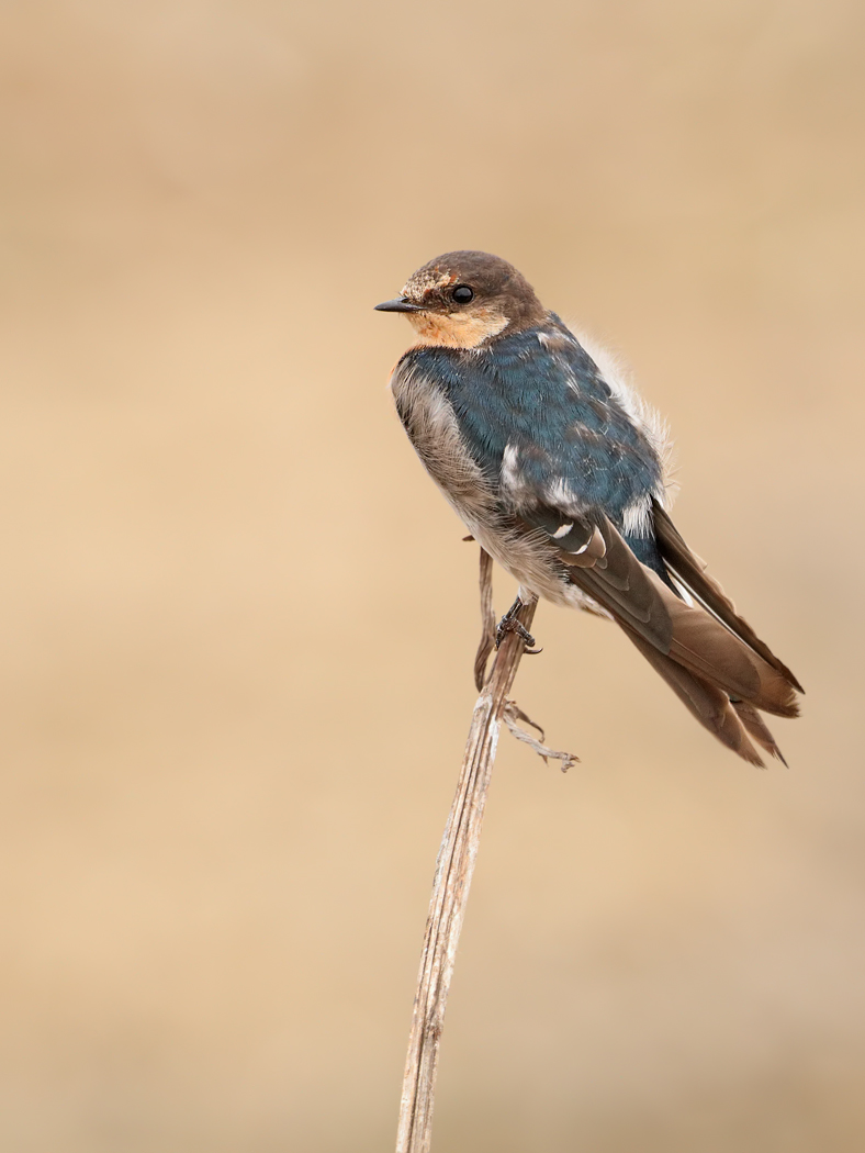 Welcome Swallow (Image ID 29788)