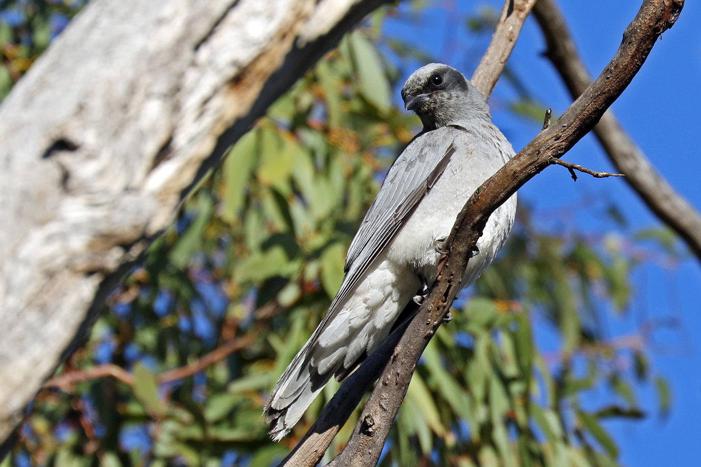 Black-faced Cuckoo-shrike (Image ID 29957)