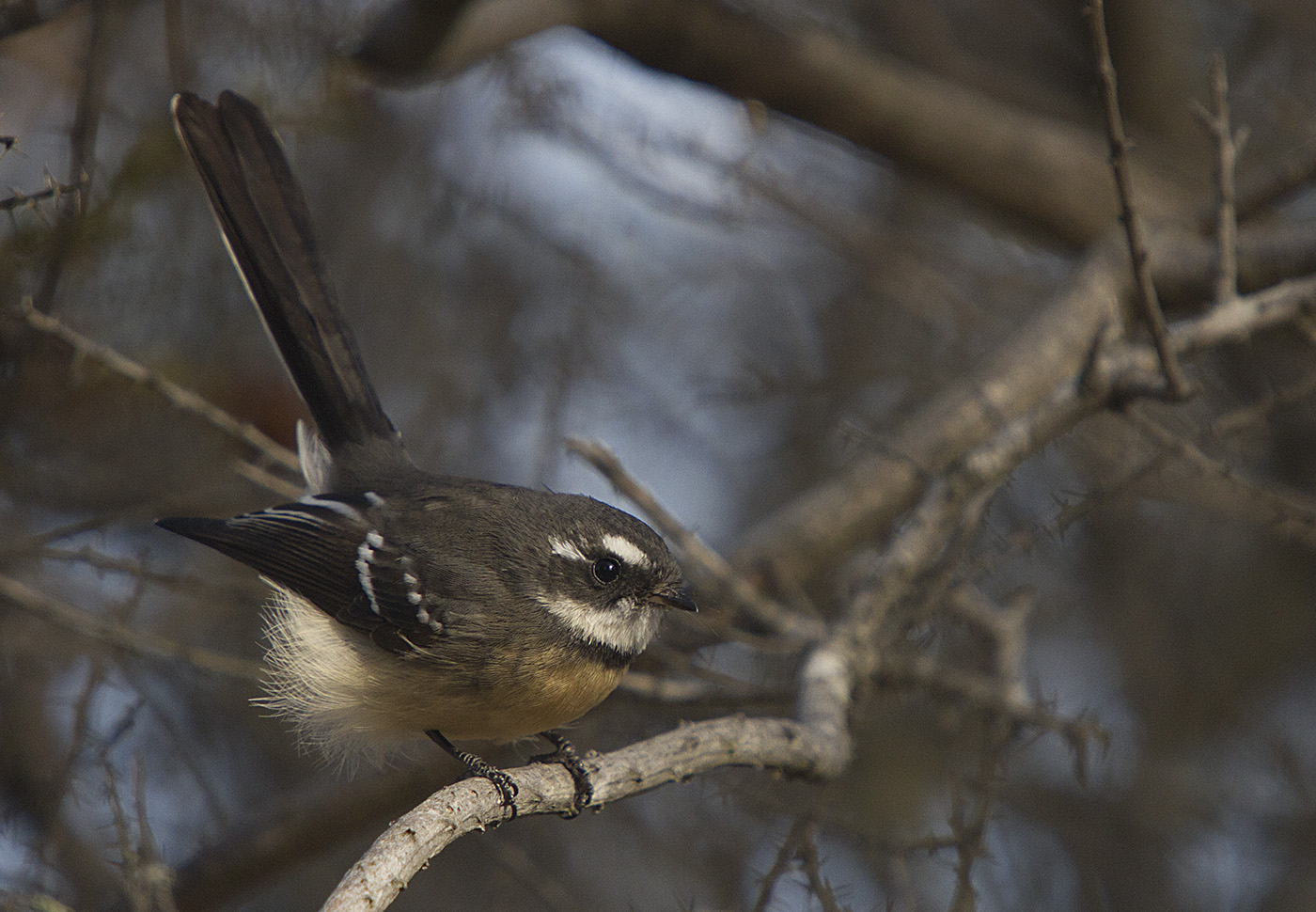 Grey Fantail (Image ID 29883)