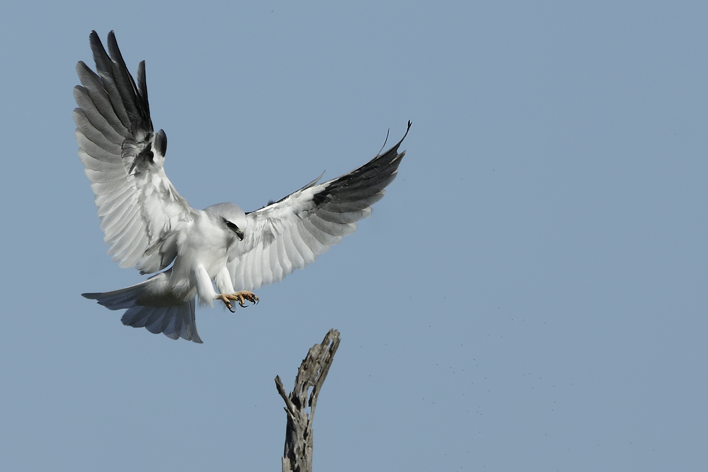 Black-shouldered Kite (Image ID 29873)