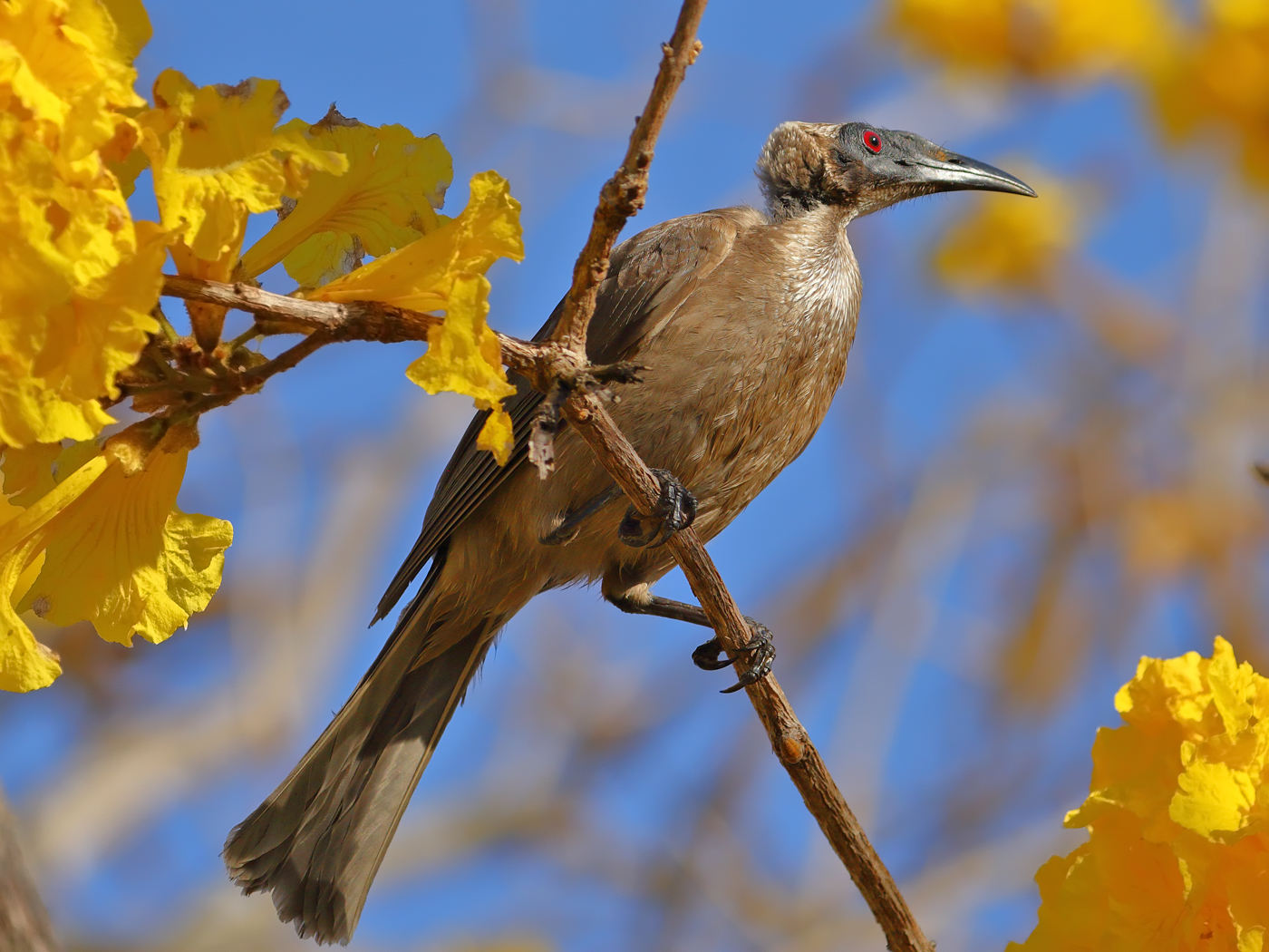 Helmeted Friarbird (Image ID 29902)