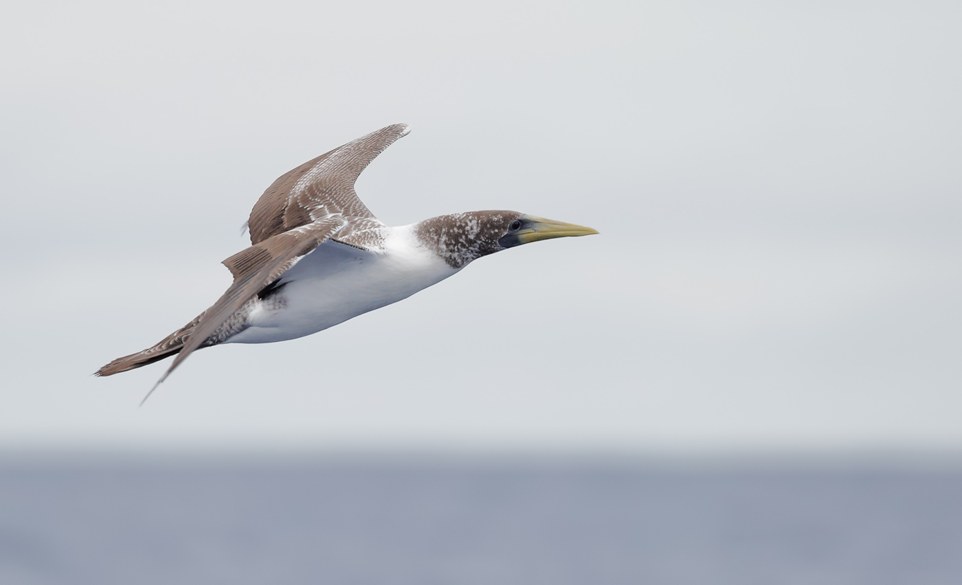Masked Booby (Image ID 29878)