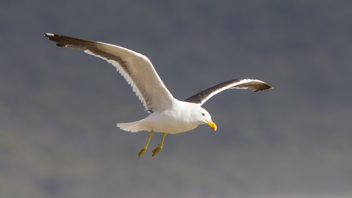 Kelp Gull (Image ID 29971)