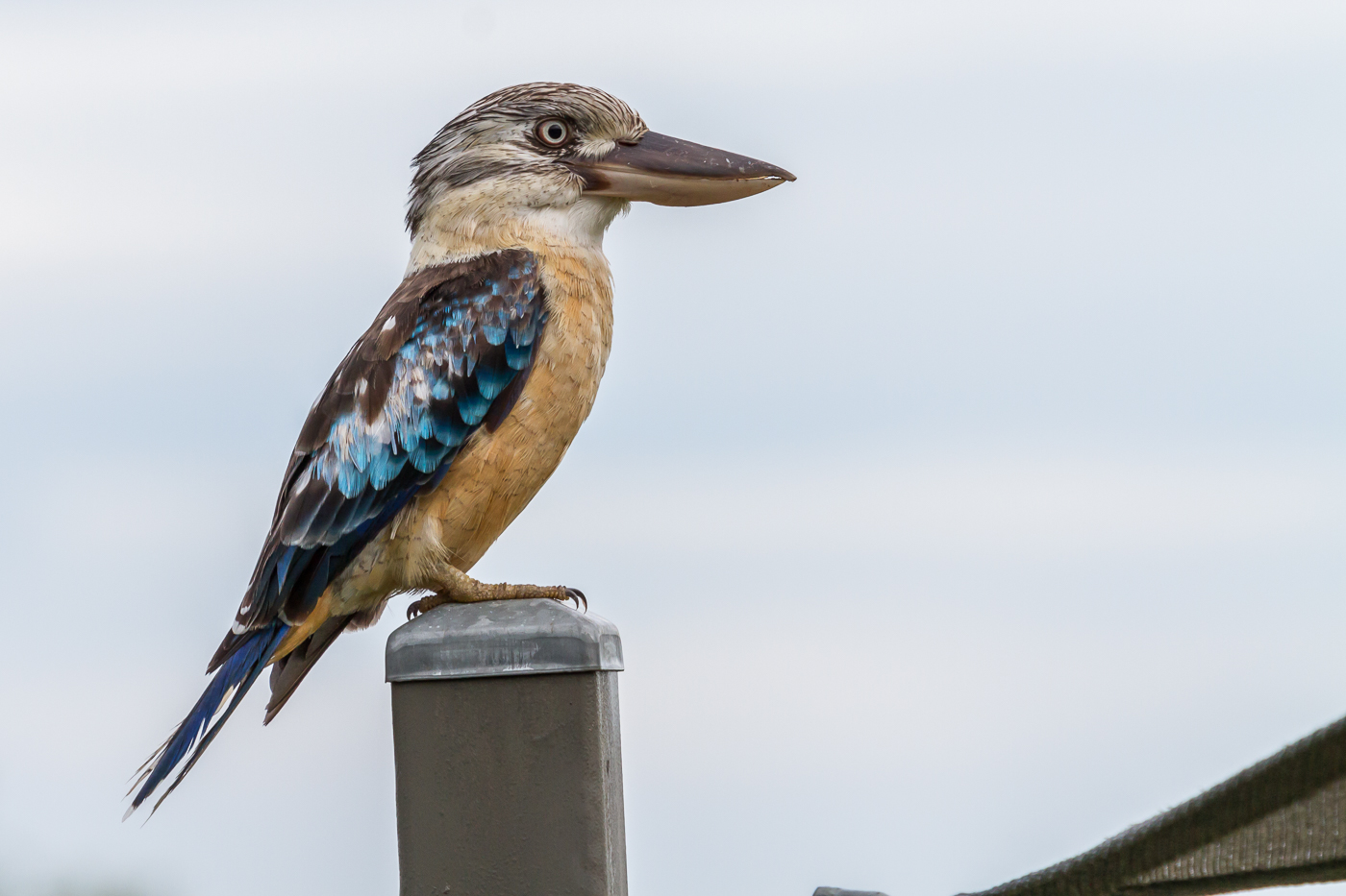 Blue-winged Kookaburra (Image ID 29801)
