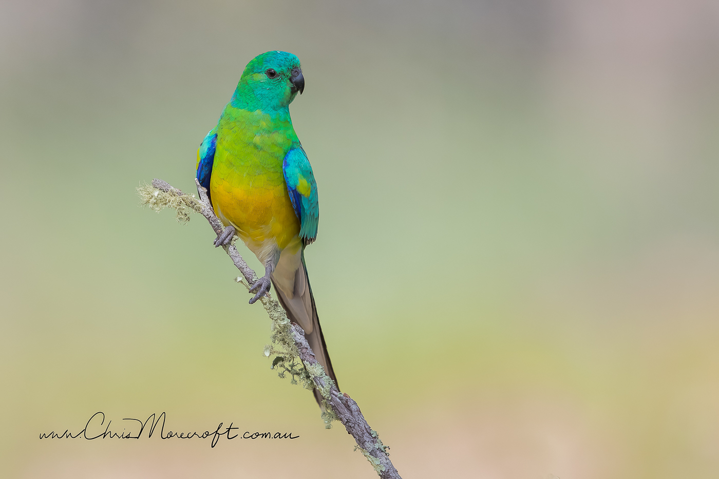 Red-rumped Parrot (Image ID 30005)