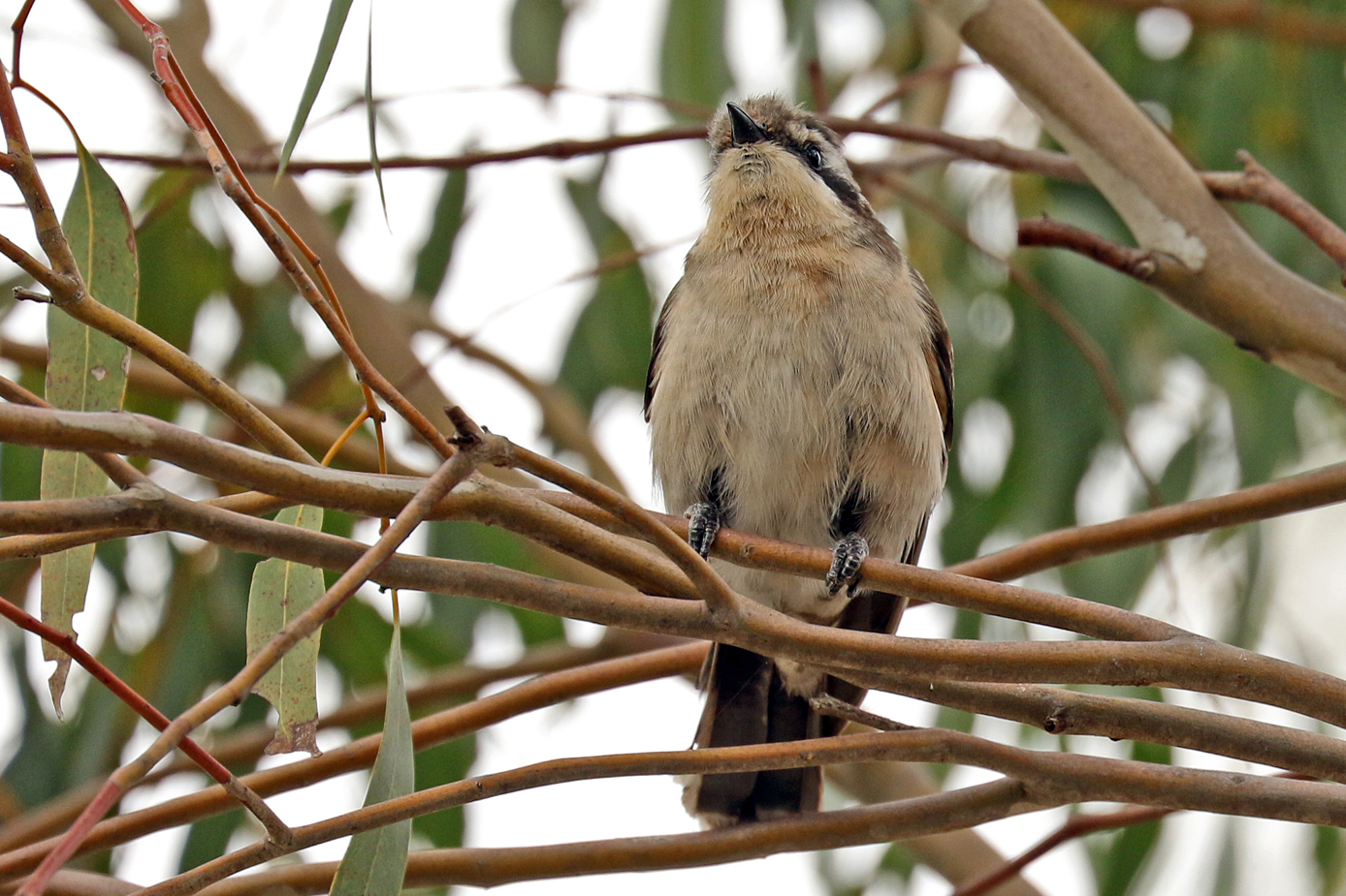Black-eared Cuckoo (Image ID 29956)
