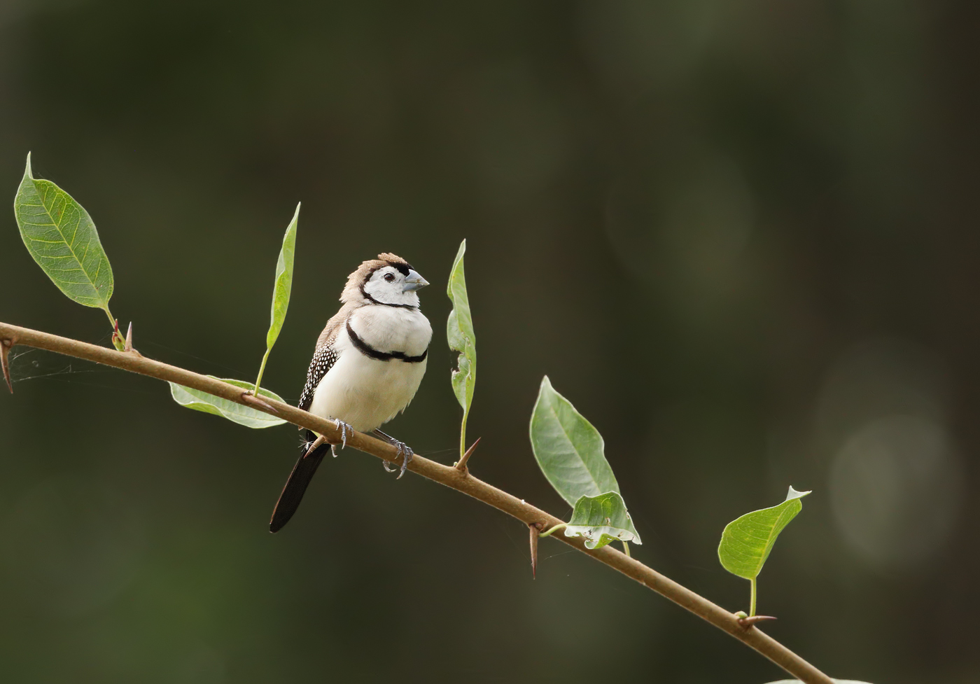 Double-barred Finch (Image ID 29909)