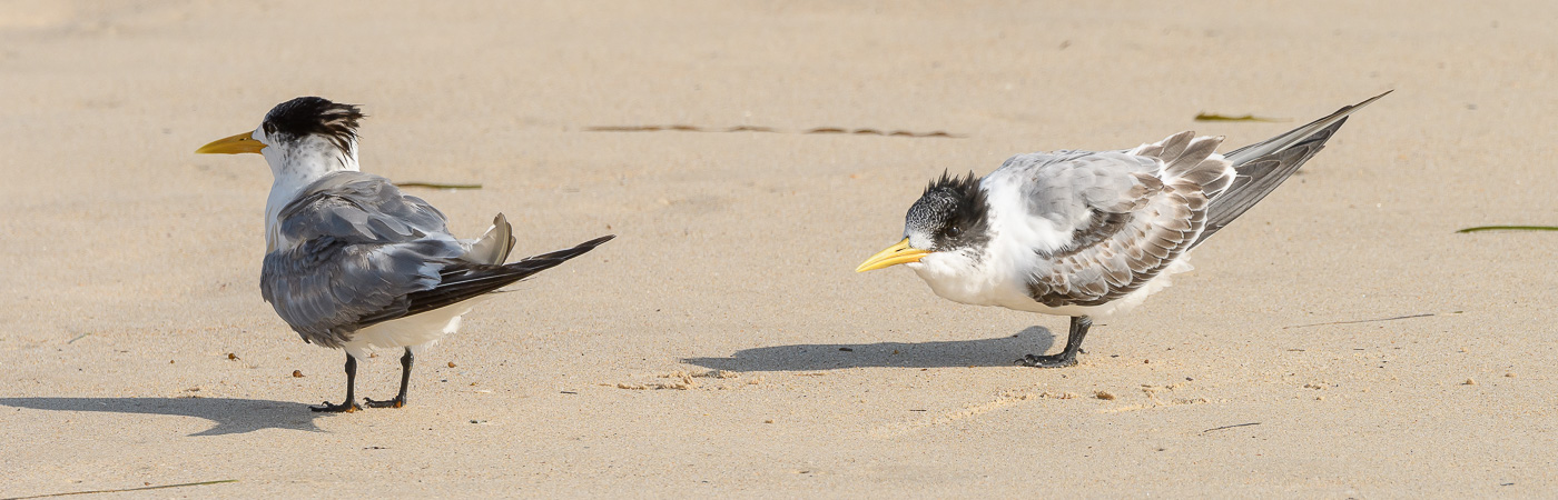 Greater Crested Tern (Image ID 29864)