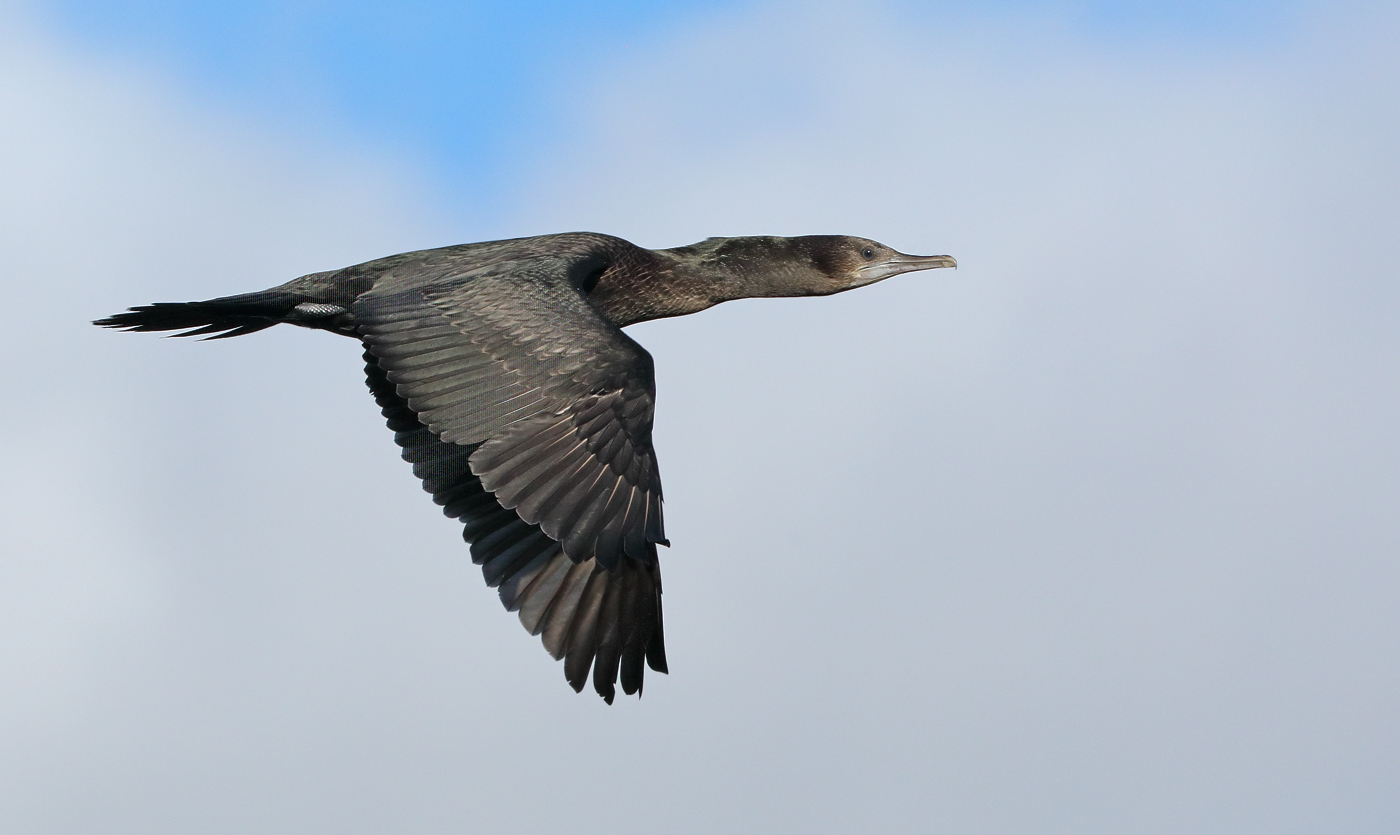 Little Black Cormorant (Image ID 29847)