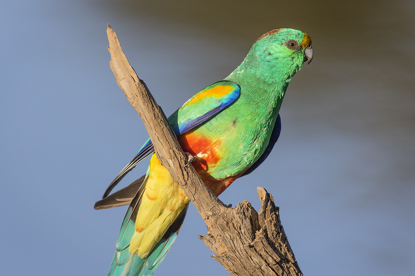 Mulga Parrot (Image ID 29907)