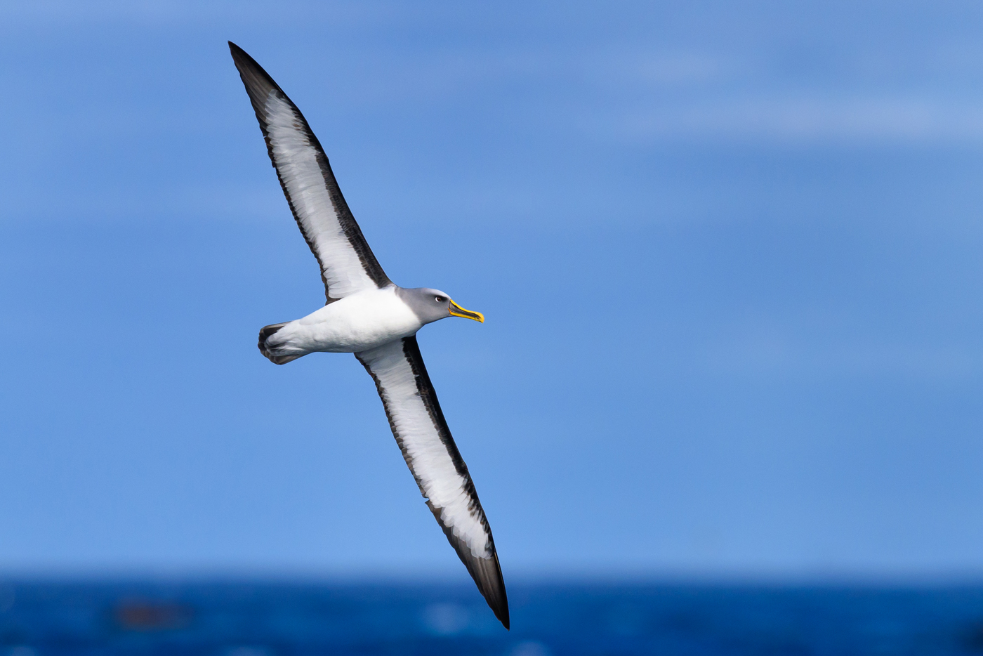 Buller's Albatross (Image ID 29931)