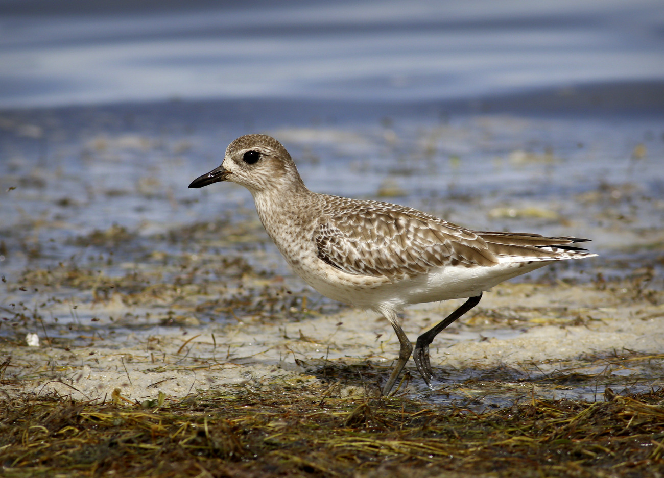 Grey Plover (Image ID 29961)