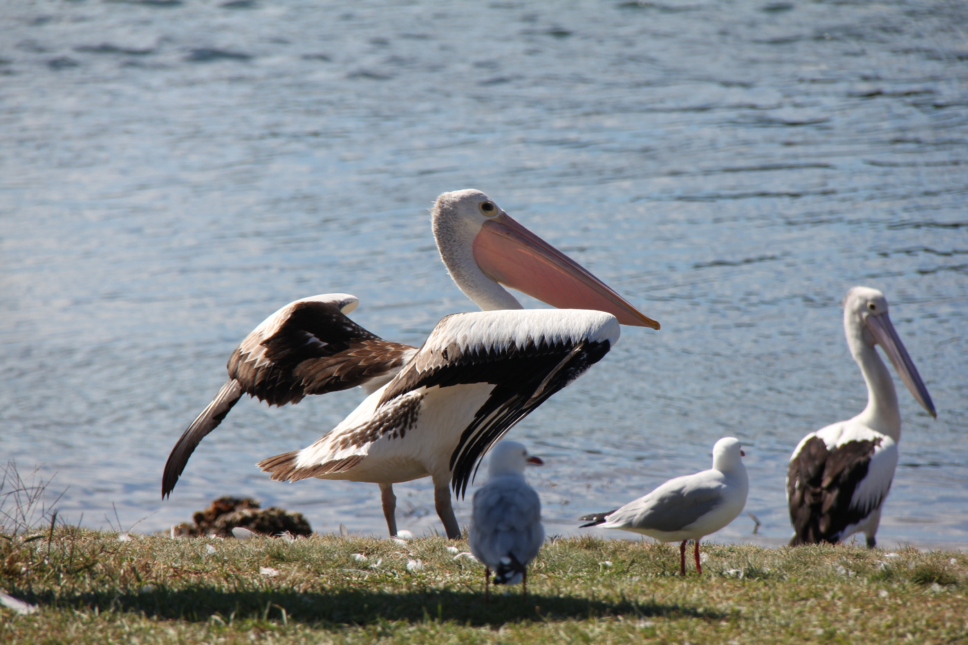 Australian Pelican (Image ID 29953)