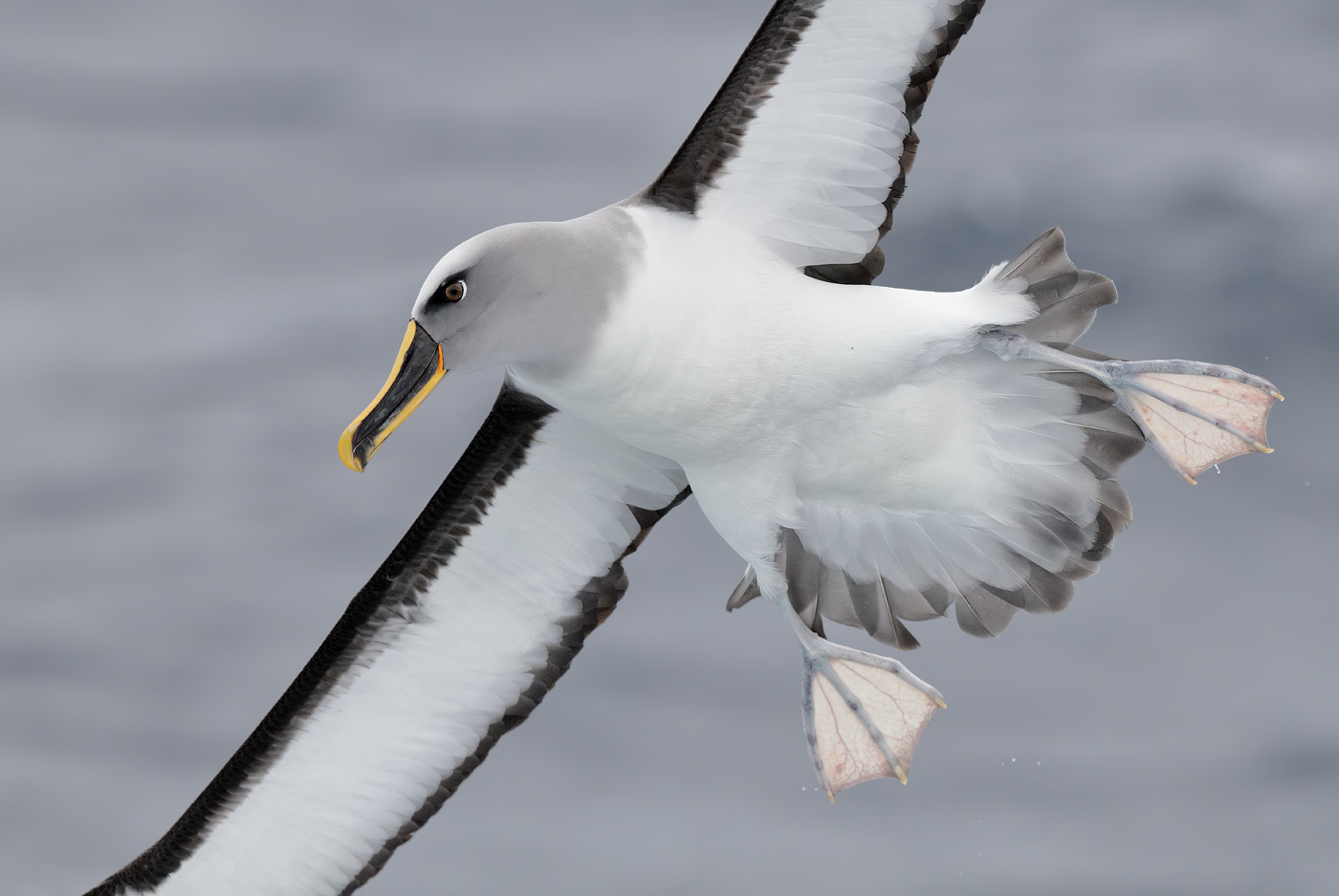 Buller's Albatross (Image ID 29894)